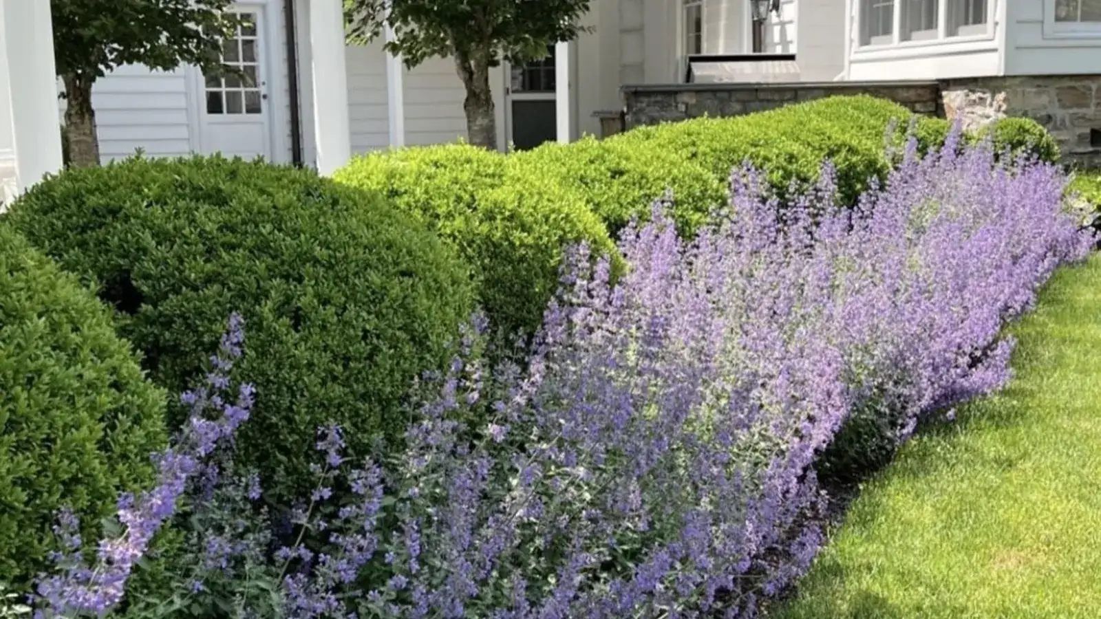 Hydrangea & Lavender Borders - Hollow Oak Landscaping, Sandwich IL