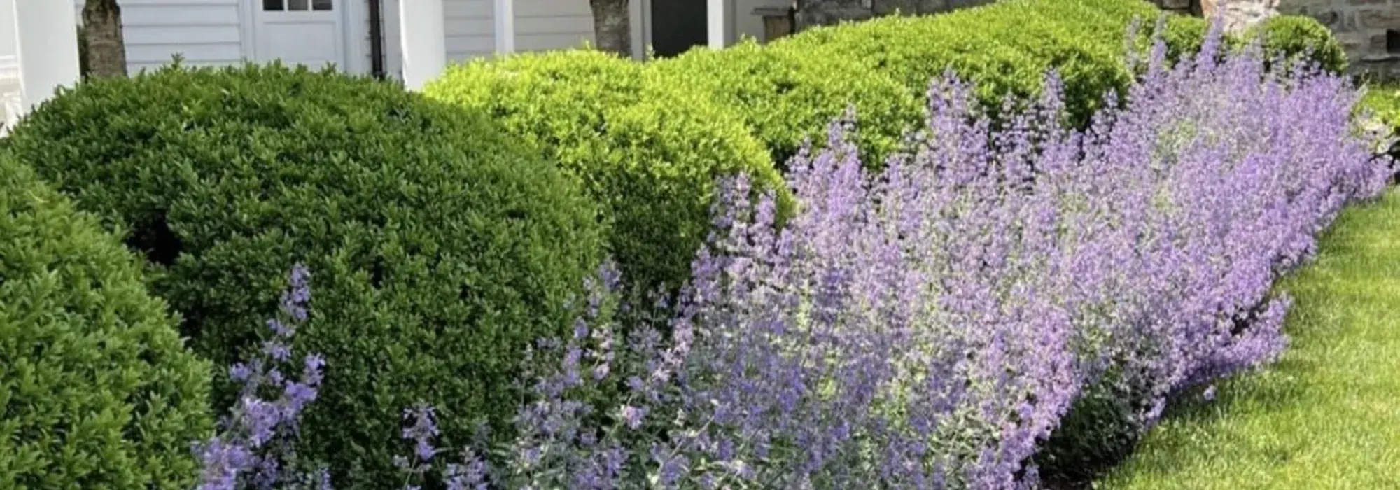 Hydrangea & Lavender Borders