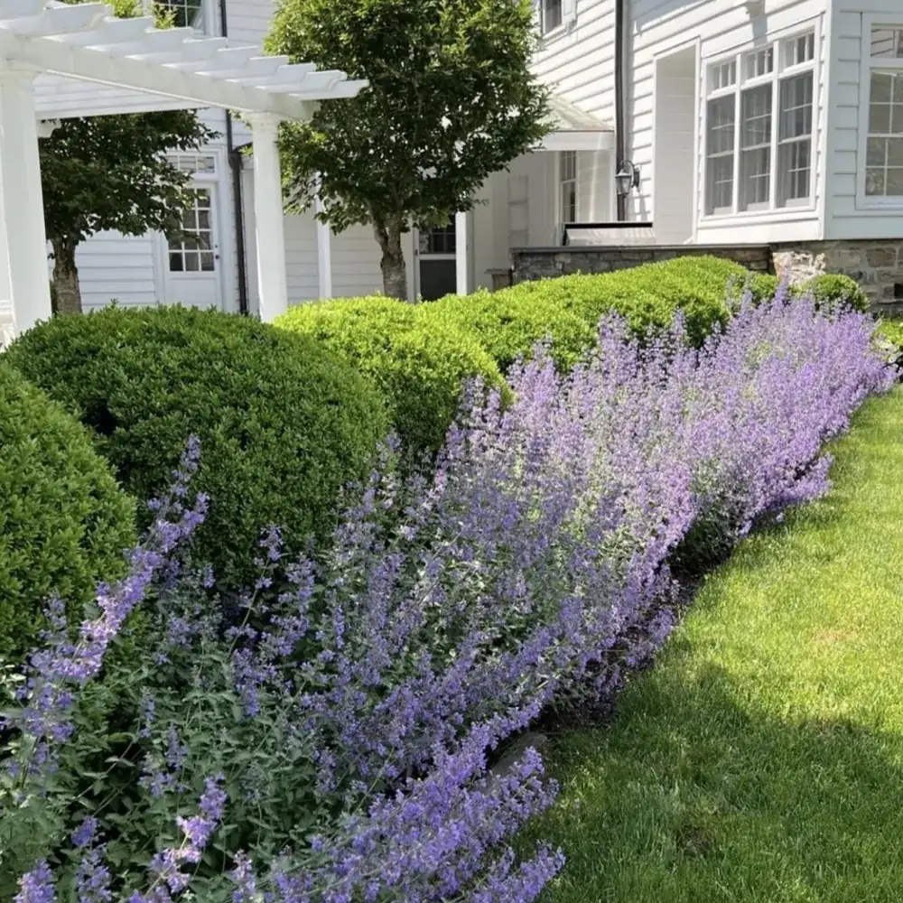 Hydrangea & Lavender Borders