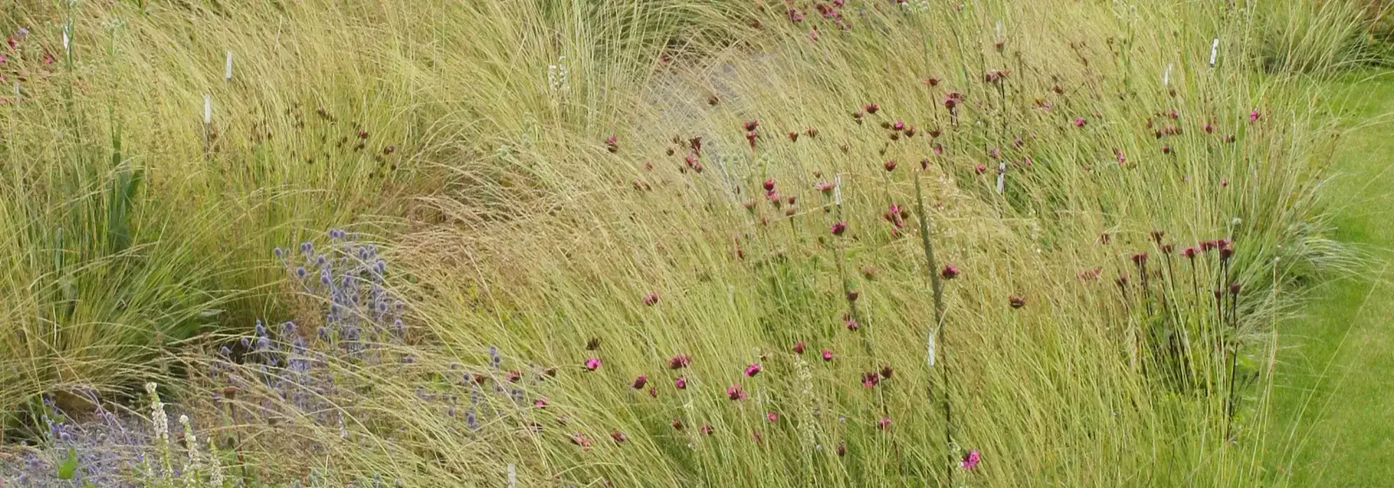 Naturalistic Meadow Garden