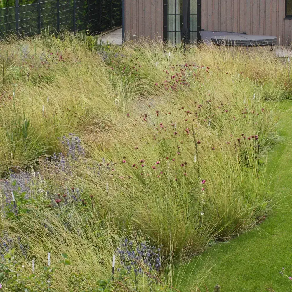 Naturalistic Meadow Garden