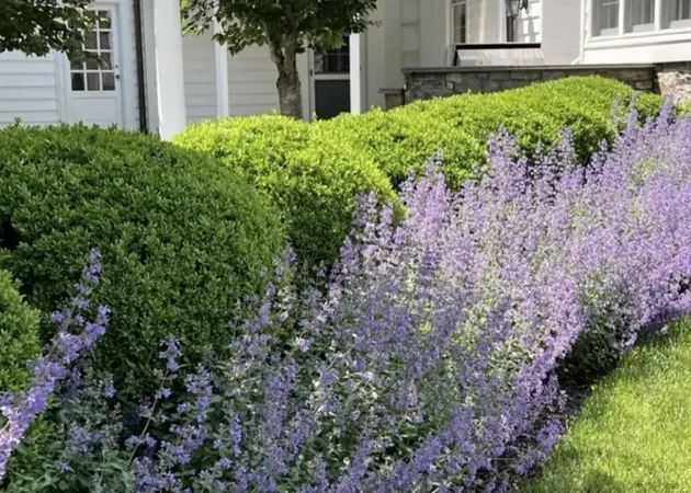 Hydrangea & Catmint Borders in Sandwich, IL