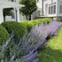 Hydrangea & Catmint Borders project